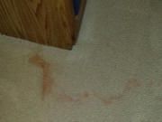 Red spot carpet cleaning before
